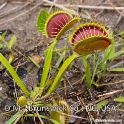 D.M. TYPICAL (BRUNSWICK CO, NC)