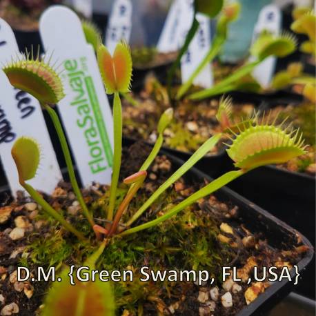 D.M. TIPYCAL GREEN SWAMP