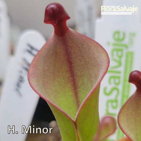 HELIAMPHORA MINOR P10