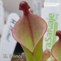 HELIAMPHORA MINOR P10