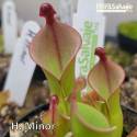 HELIAMPHORA MINOR P7