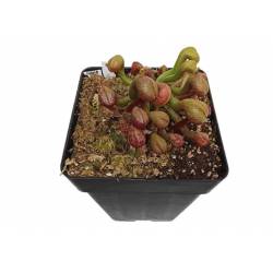 DARLINGTONIA CALIFORNICA P15