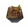 DARLINGTONIA CALIFORNICA P15