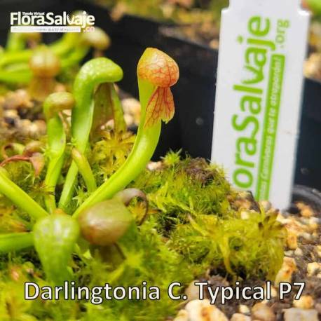 DARLINGTONIA CALIFORNICA P7