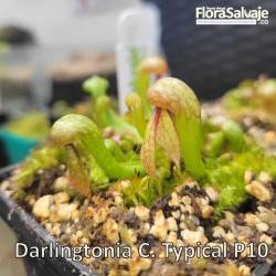 DARLINGTONIA CALIFORNICA P10
