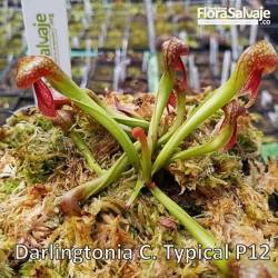 DARLINGTONIA CALIFORNICA P12