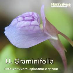 UTRICULARIA GRAMINIFOLIA