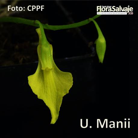 UTRICULARIA MANII