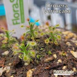 DROSERA VERRUCATA