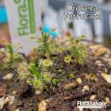 DROSERA VERRUCATA